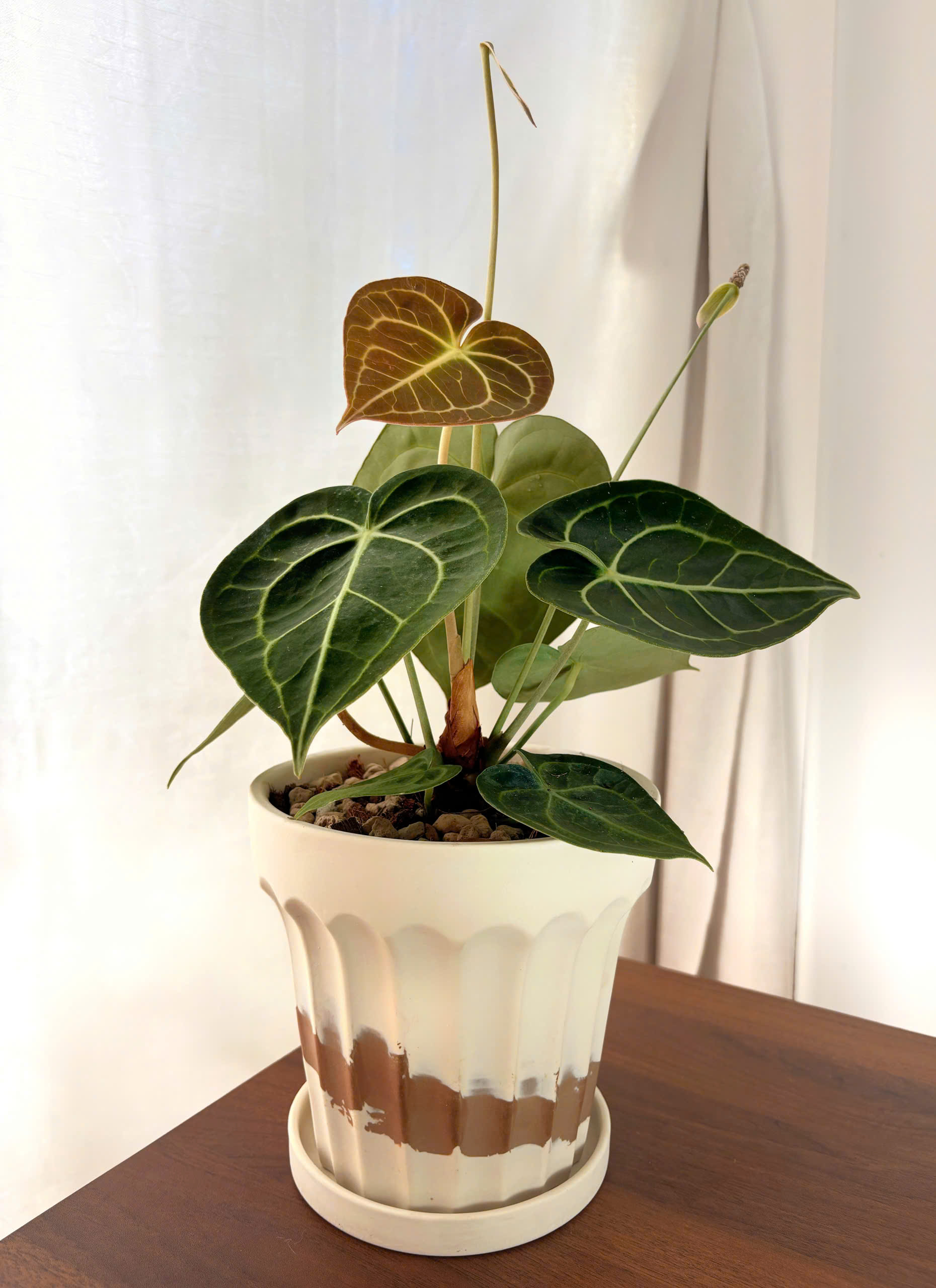 Chọn chậu và giá thể cho các dòng Anthurium – Bí quyết giúp cây khỏe, rễ đẹp và phát triển ổn định